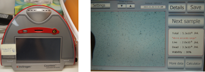 adipose derived stem cells
