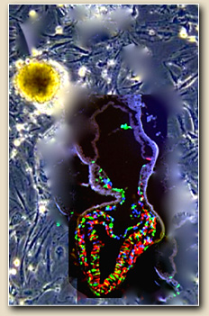 cell surgical network art